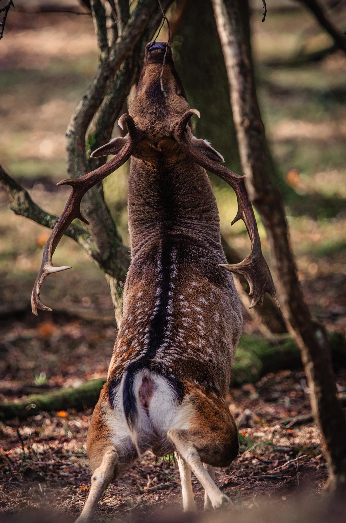 The October 2024 fallow deer rut in the stunning dunes of the Netherlands is an unforgettable spectacle of nature.