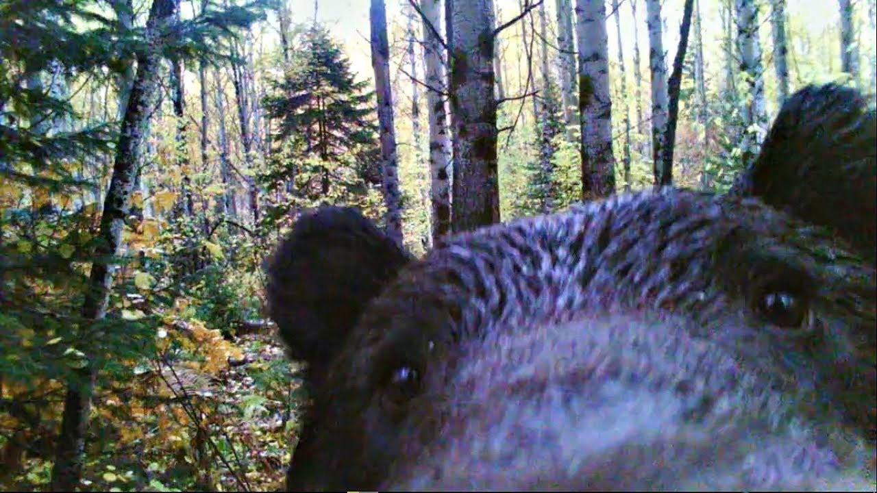Na internetu su objavljeni selfiji medvjeda snimljeni kamerom.
