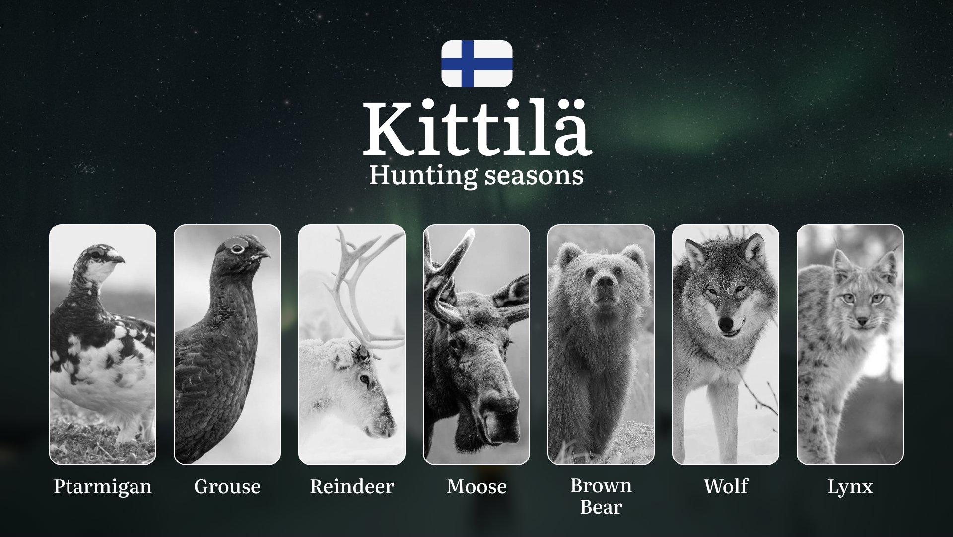 Hunting Seasons in KITTILÄ: Key Periods, Licensing Requirements, Smart Strategies, Restrictions and Conservation Measures