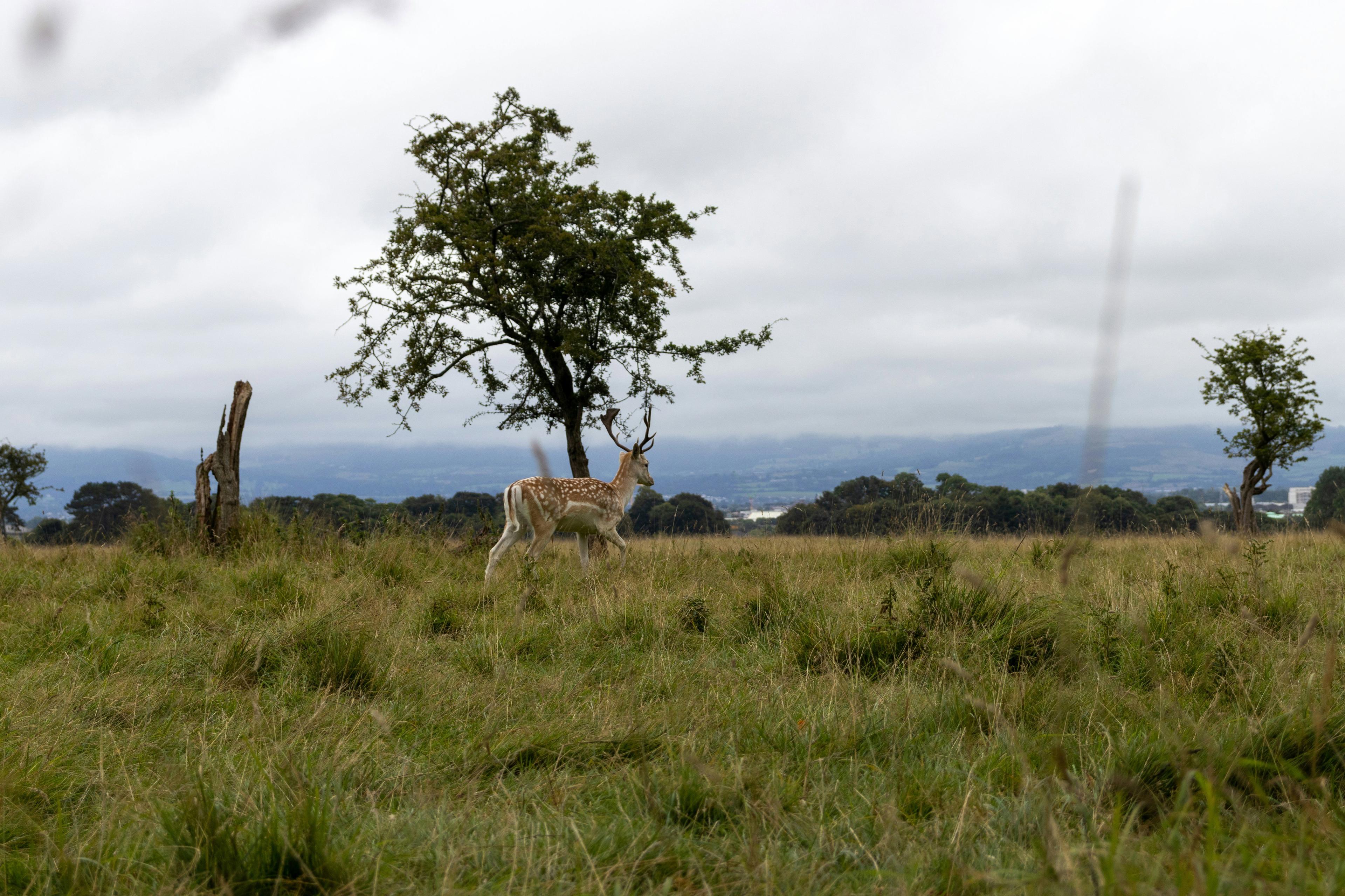 Visit the Ballycroy National Park in Ireland: A Hunter's Guide to Wild Mayo.