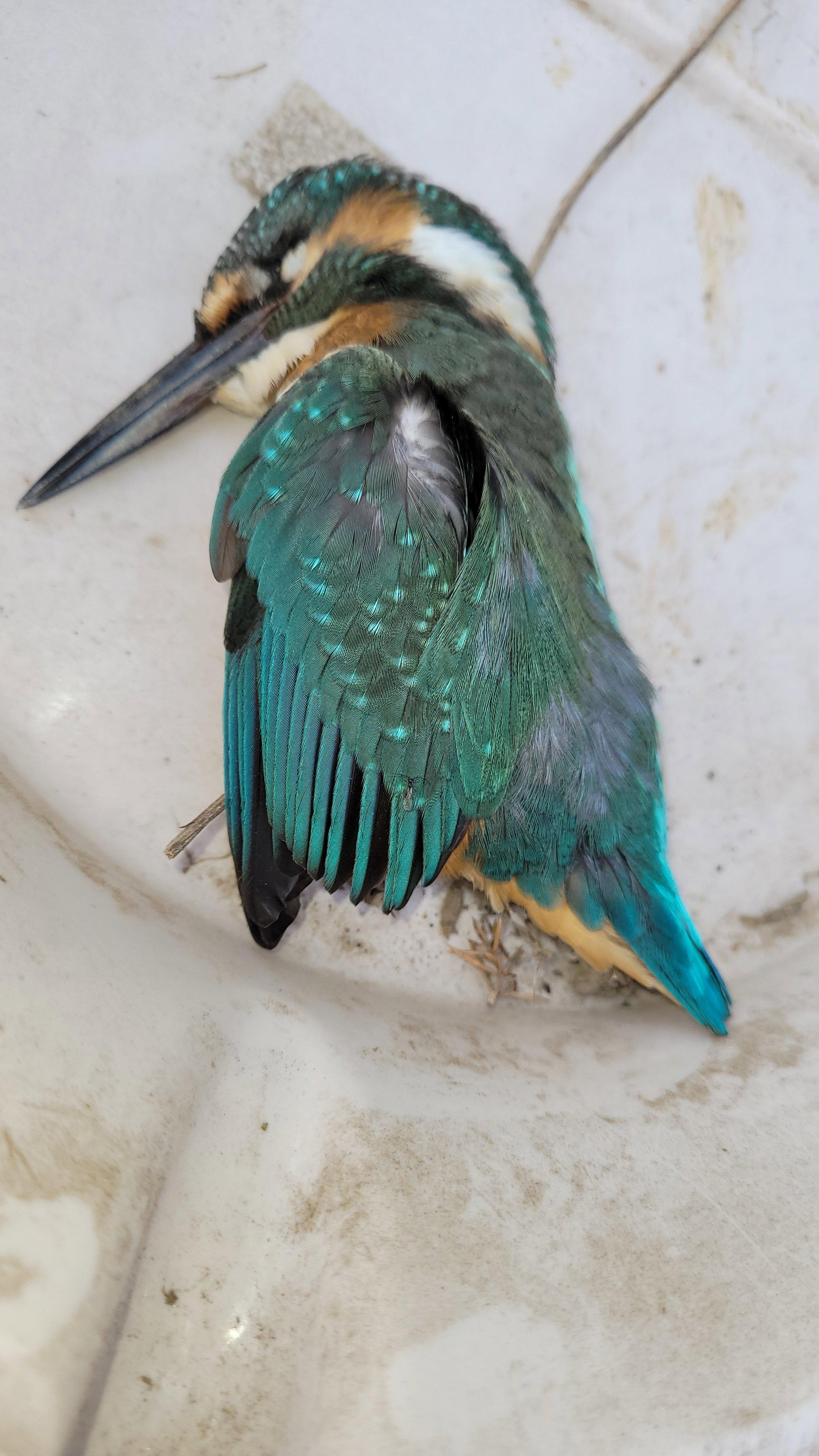 Today, that bird killed itself.