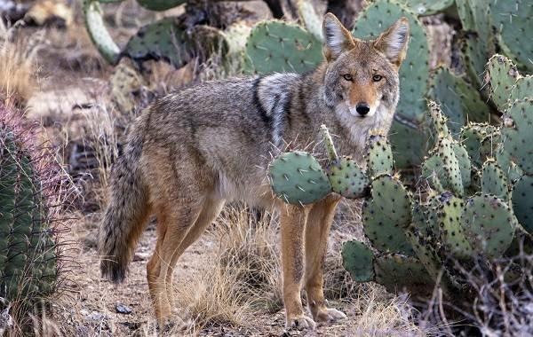 Coyote hunting is one of the most common forms of predator hunting that humans partake in.