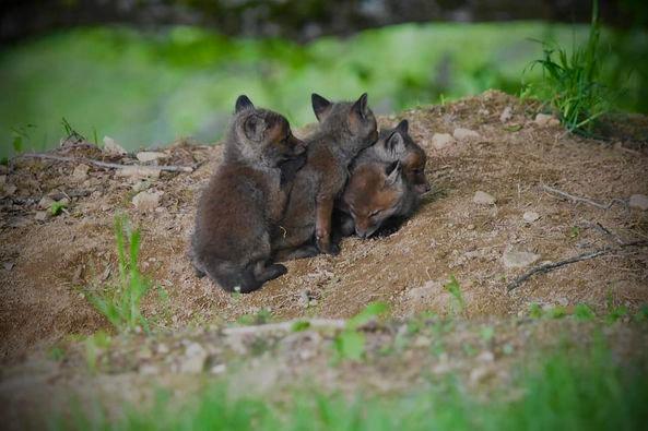 Ne pas déranger 🦊🦊🦊🦊💤 une approche qui ne sera pas possible aujourd’hui… pour la tranquillité des loulous