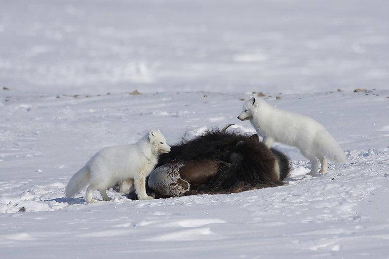 ПЕСЕЦ: описание и фото, охота на полярную лисицу в России — где обитает, повадки, методы, трофеи и правила