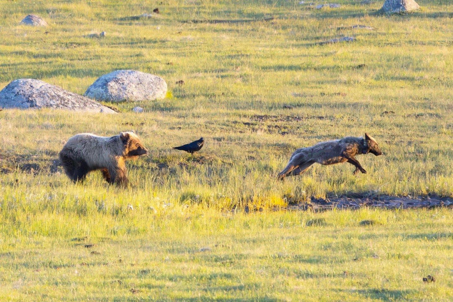 Wolf charges Bear, then Bear charges the Wolf.