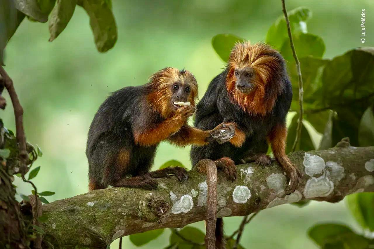 The Funniest Photos in the History of the Wildlife Photographer of the Year Contest.