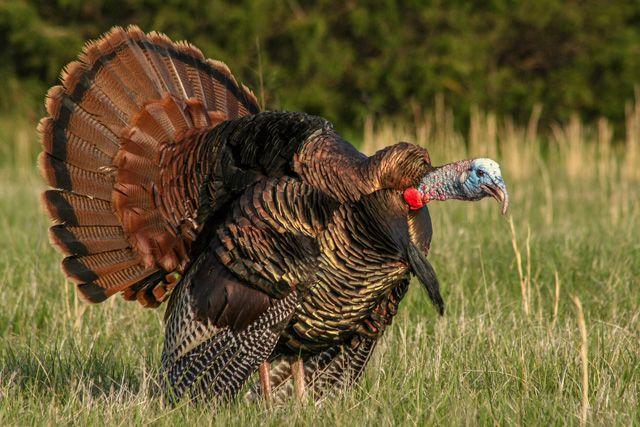 Turkey hunting can be a dangerous sport.