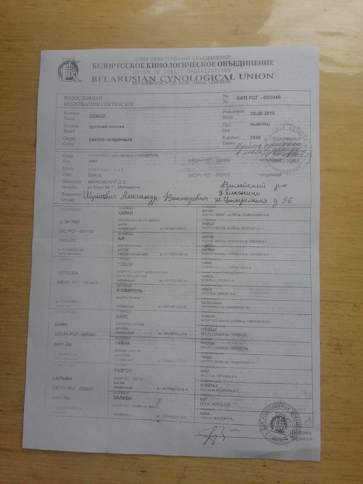 Продам щенков русской гончей с родословной от дипломированных родителей.