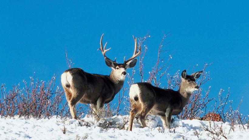 Idaho reports "slightly above average" survival rates in mule deer and elk