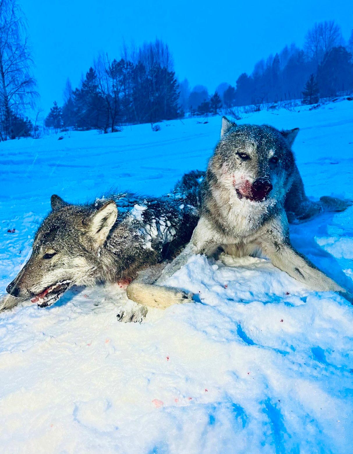 Wolf Hunting in Belarus: Complete Guide to Seasons, Methods, Permits, and Prices