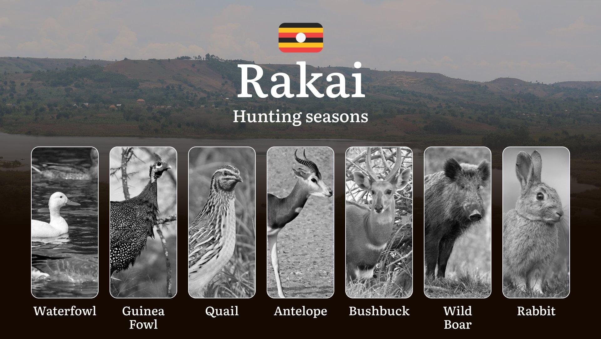 Rakai: Designated Hunting Periods, Legal Limits and Seasonal Restrictions, Licensing Rules, Penalties for Violations, Planning, Timing, and Gear 