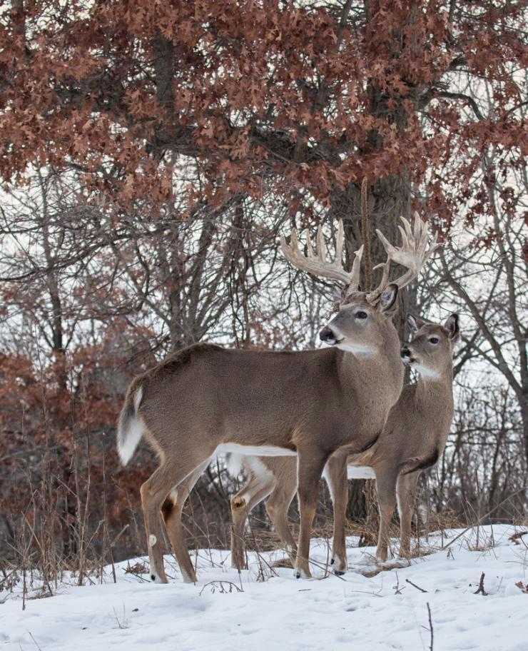 How to Track a Buck in the Snow