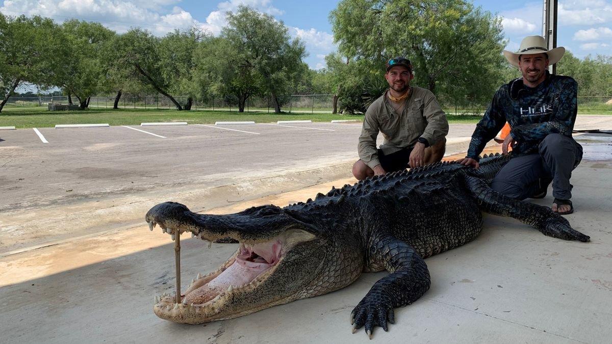US hunters catch and shoot dead gigantic 14-foot 'once-in-a-lifetime' alligator