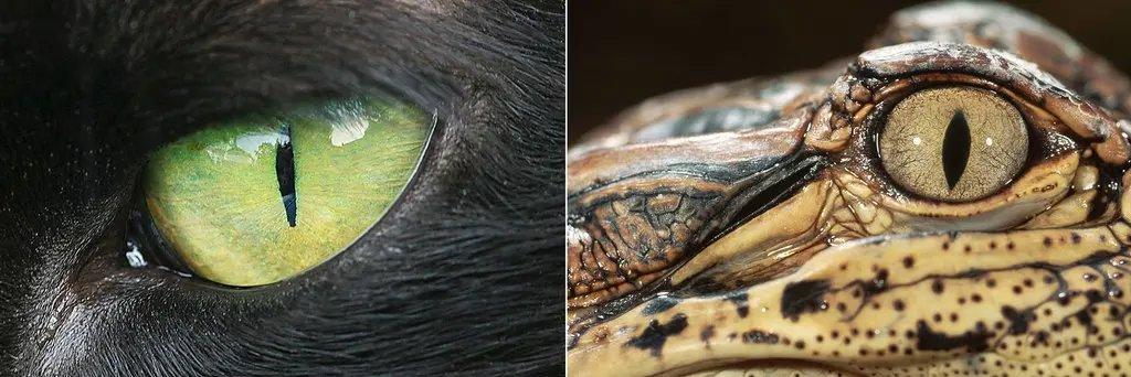 The reason cats and snakes have vertical pupils is because it increases their depth perception while hunting at night while prey animals such as sheep have horizontal pupils so that they may have a panoramic view of their surroundings to watch for predators.