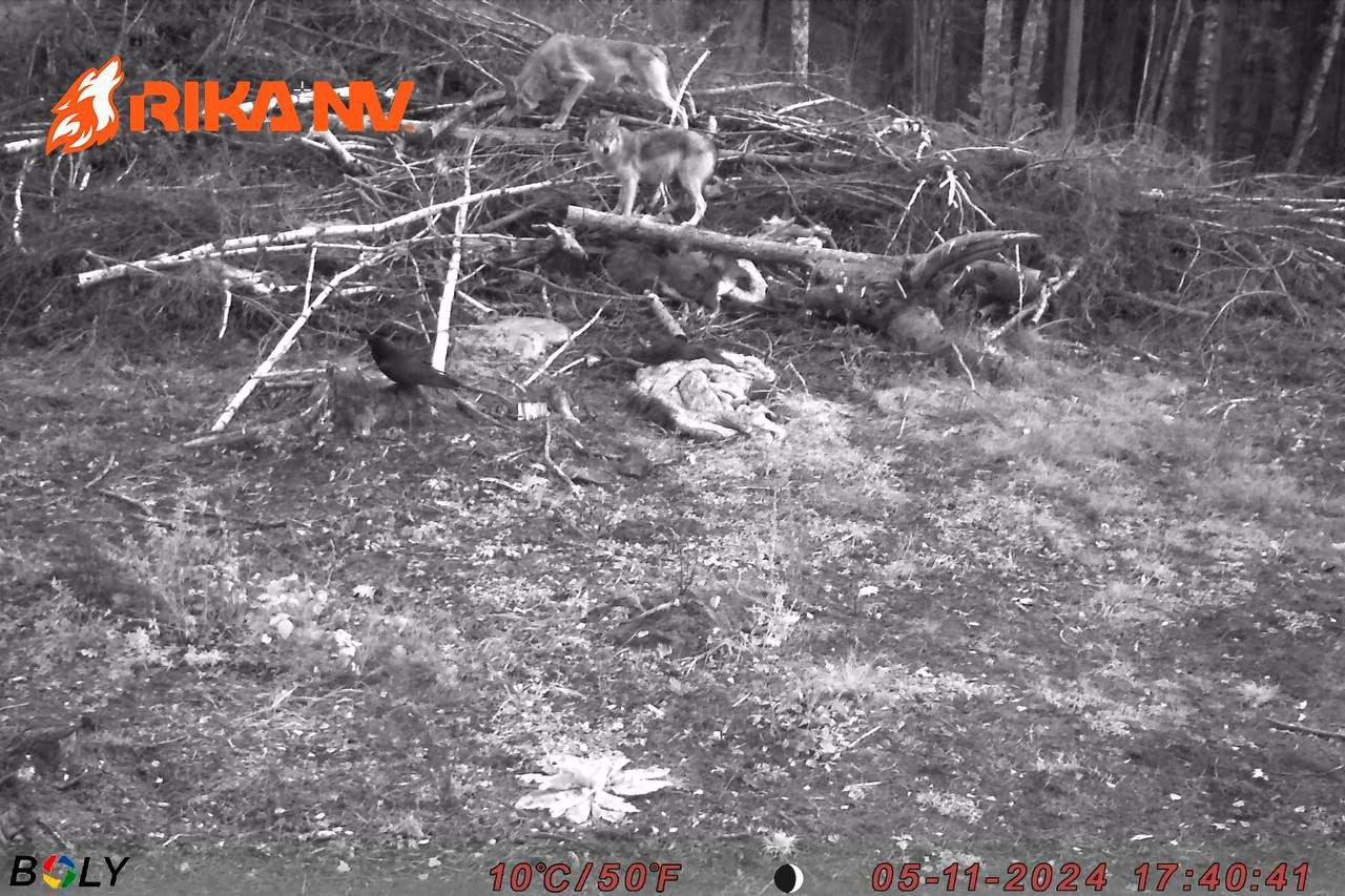 While Evgeniy went to conquer the mountain peaks, our RikaNV team in Belarus is preparing for a new wolf hunt🐺🔥