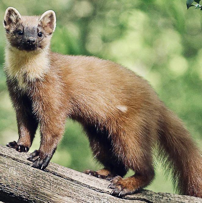 ЛЕСНАЯ КУНИЦА: описание, охота на куницу лесную, повадки, методы добычи, мех и трофей зверька