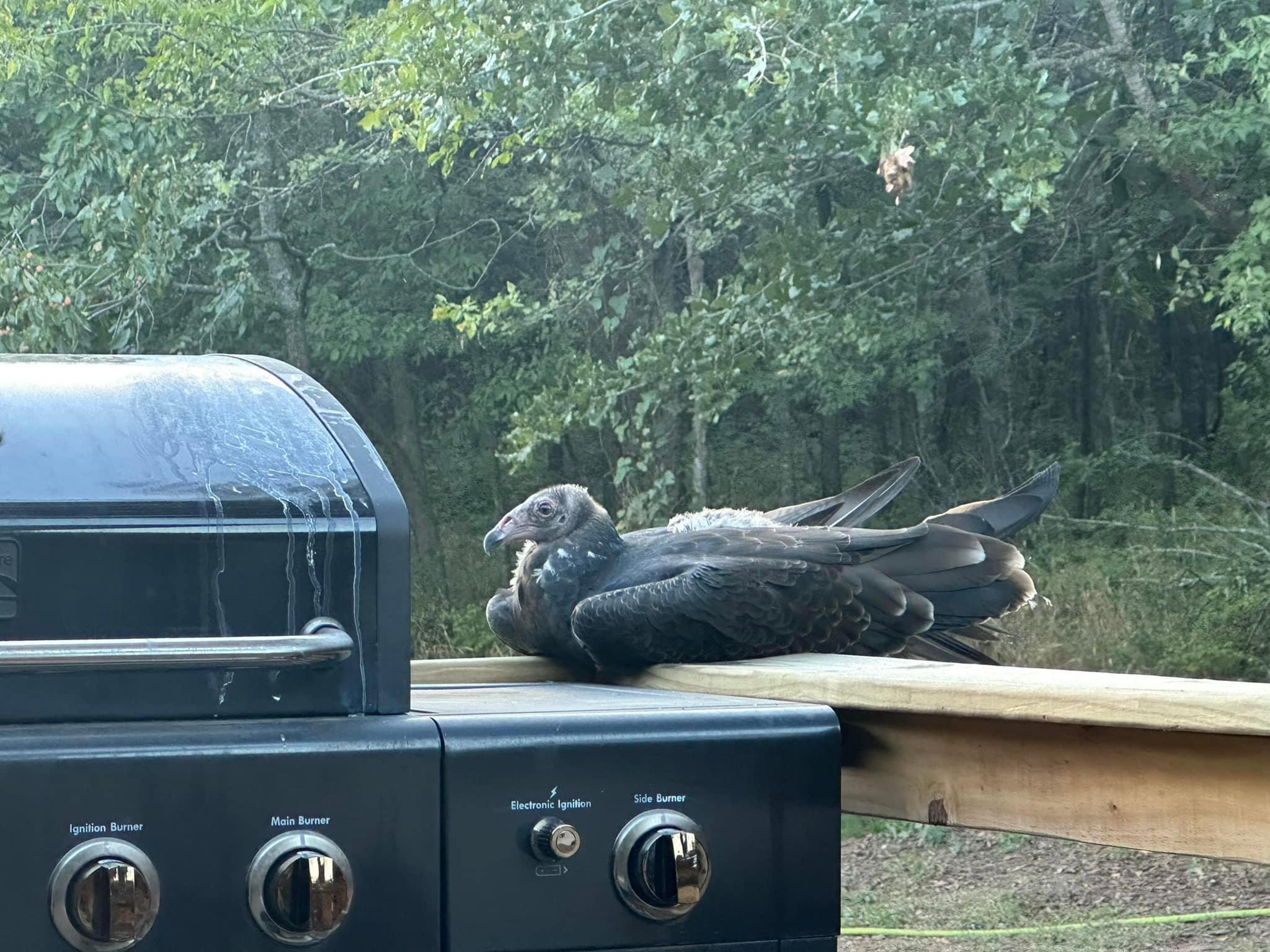 “I’ll just wait here and snag it off the grill before it cooks..”