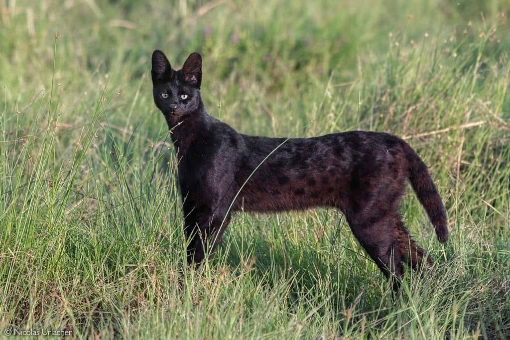 A melanistic serval eyes the photographer.