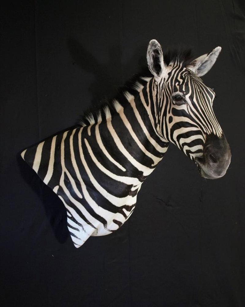 The patterns on a African Zebra are truly memorizing!