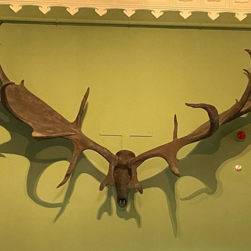HOLY ELK!