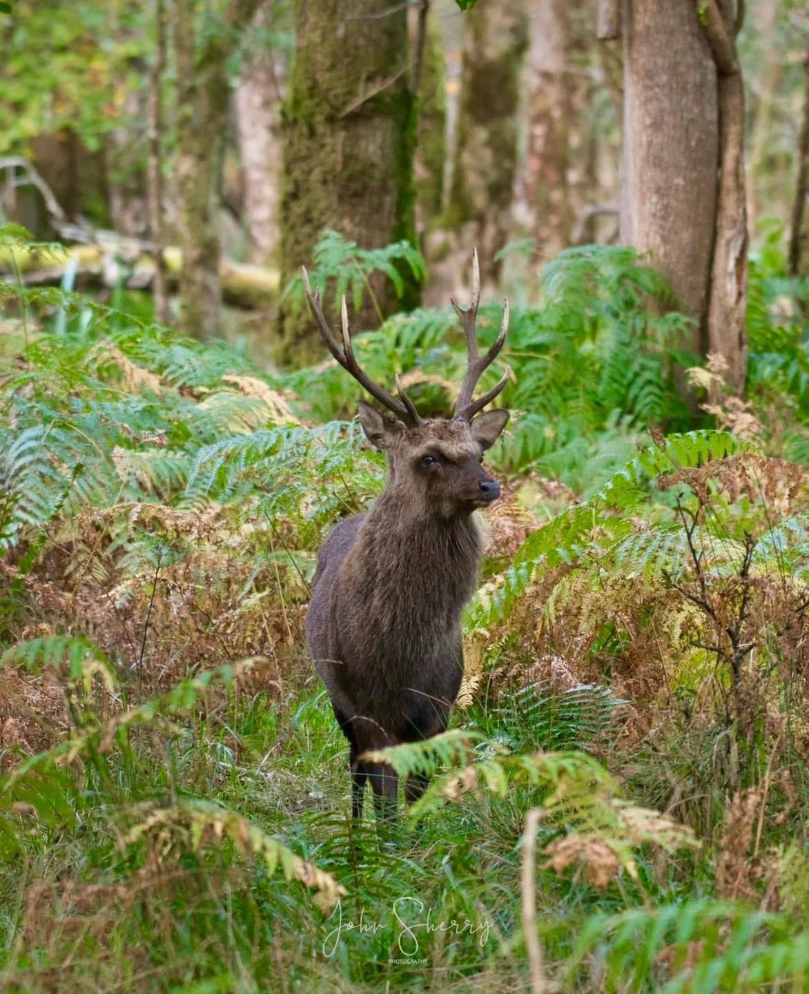 A County Sika stag poses for the photographer in Killarney National Park