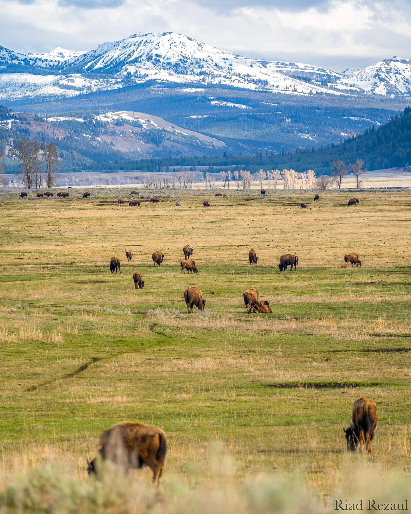 My first time visiting Yellowstone National Park this year.