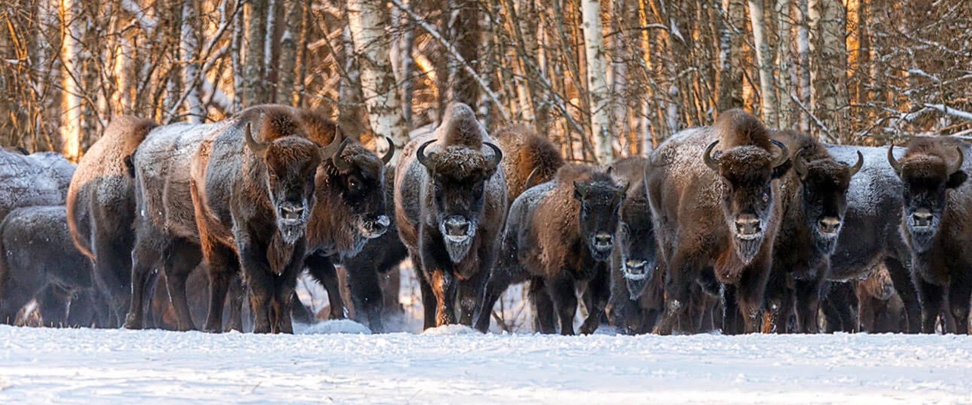 Hunting in Belarus: Red Stag, Boar, Elk, Deer — Prices & Seasons banner