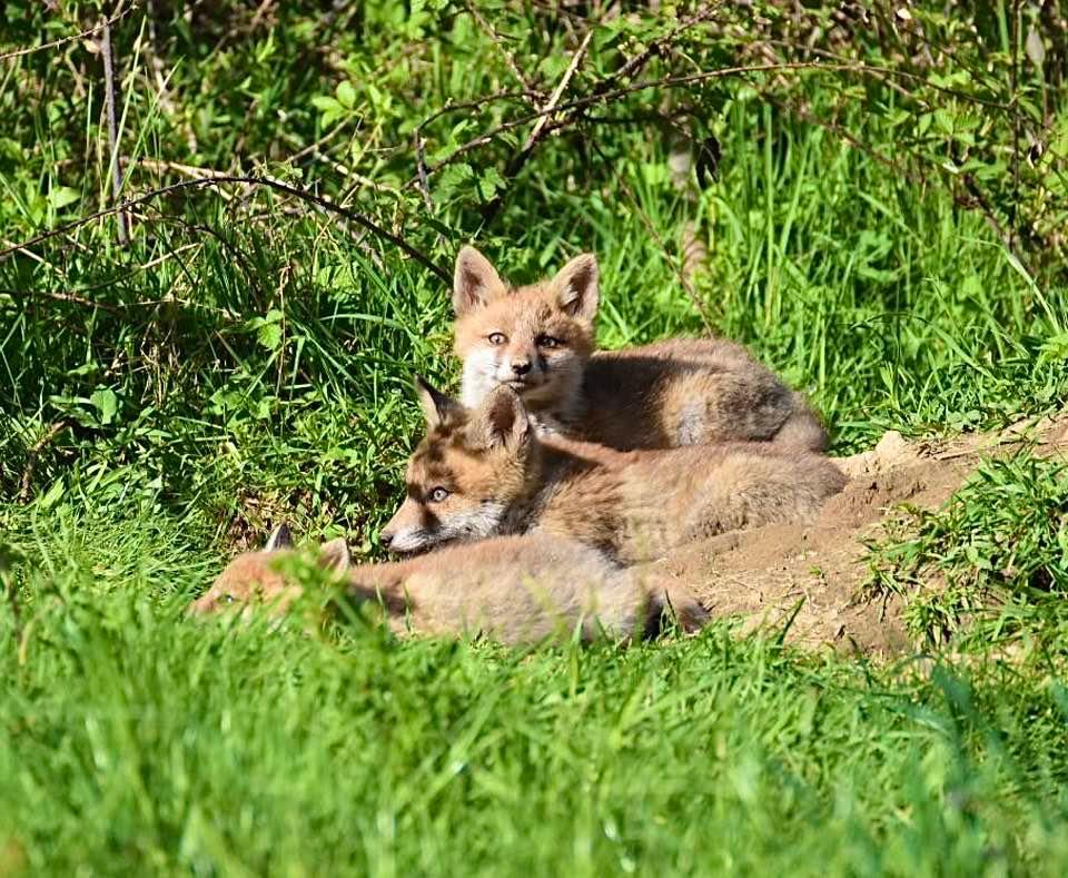 Quelques photos des loulous au soleil 🦊☀️💤