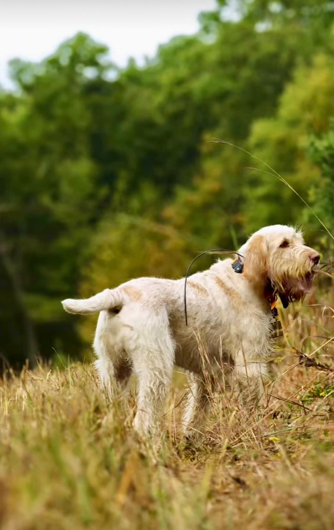The Spinone Italiano: A Hunter's Companion Across Continents