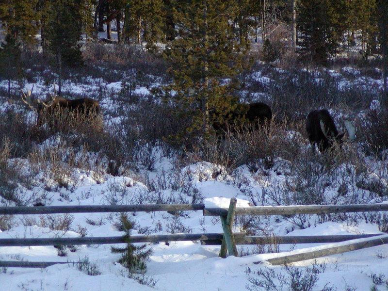 Bighorn Mountains, Wyoming.