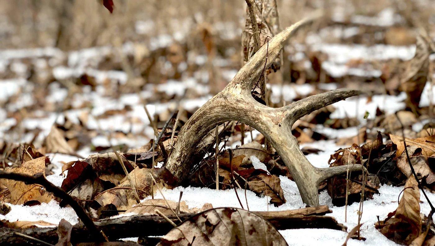 Shed Hunting 101: Expert Tips for Finding More Antlers This Spring