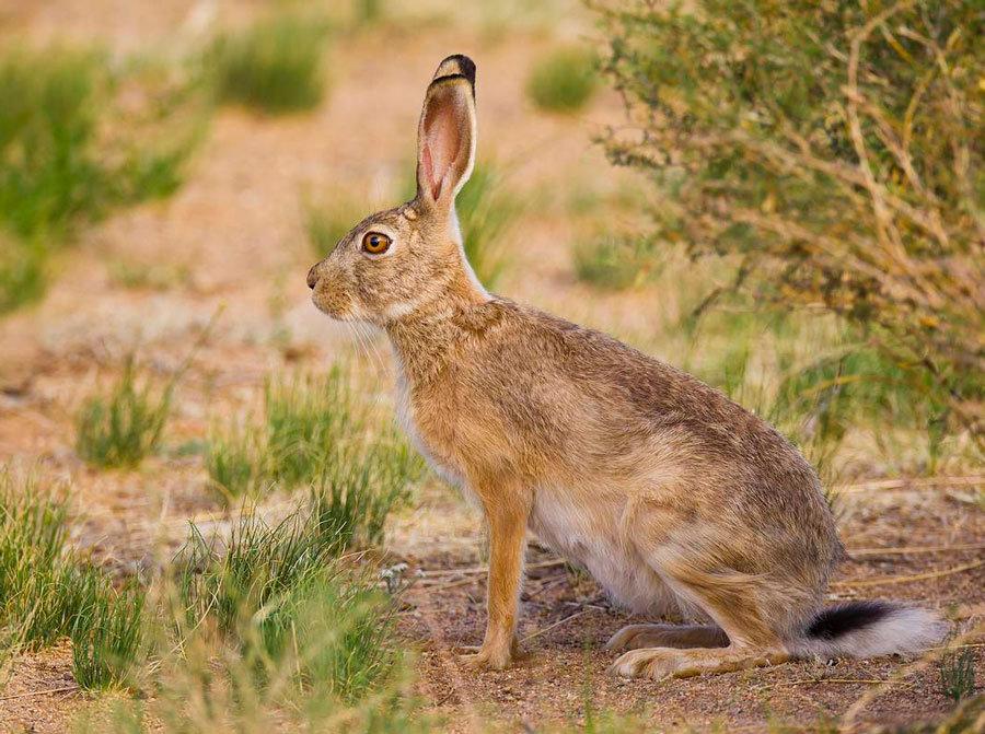 🌳🐇Охота на зайца: Азарт и традиции 🐇🌳