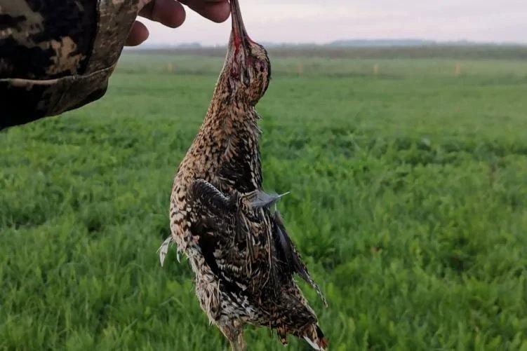 Луговая охота — это особый вид охоты, где добыча подстерегается в открытых полях и лугах.