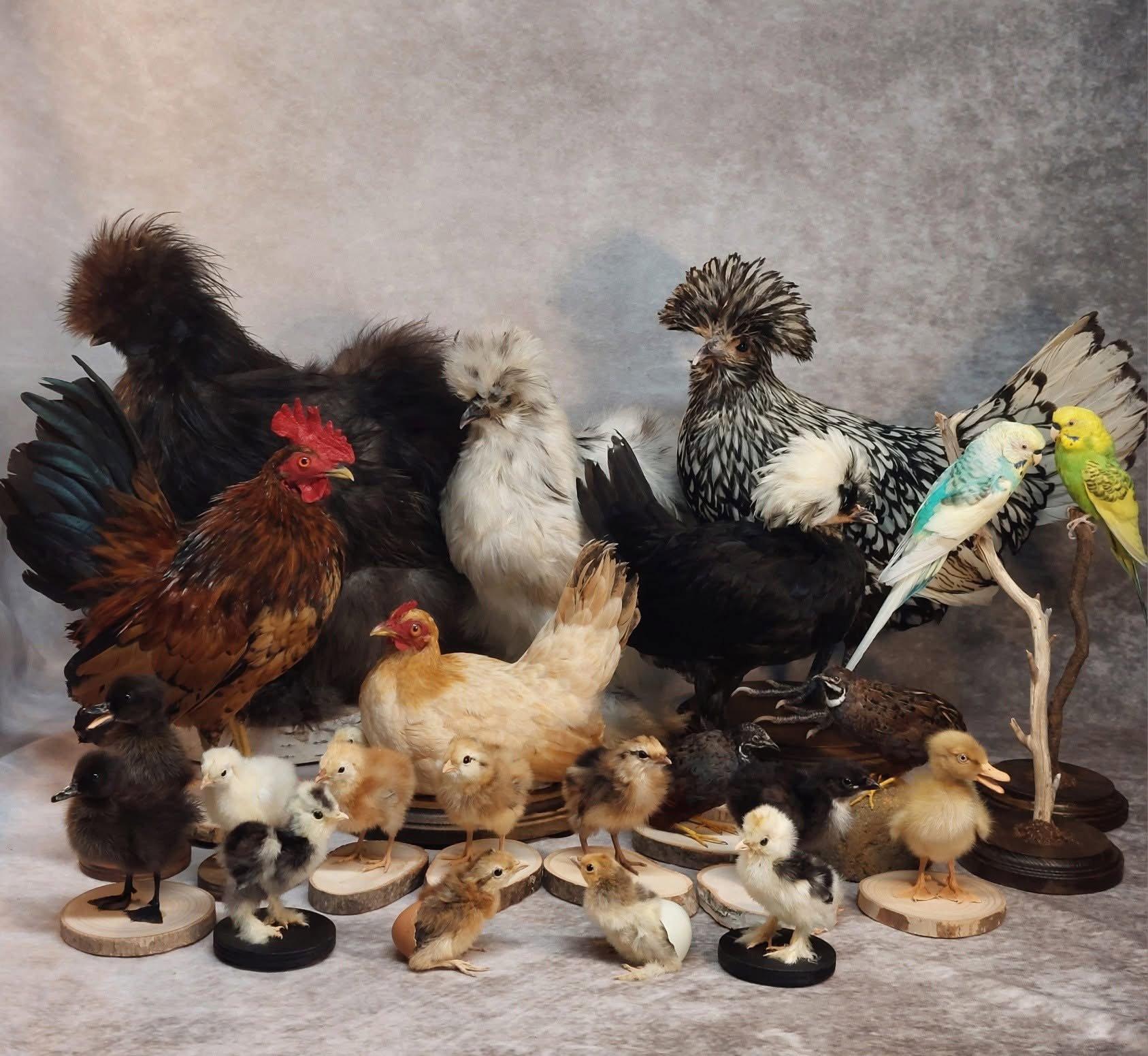Chickens, egg chicks and other taxidermy birds available!