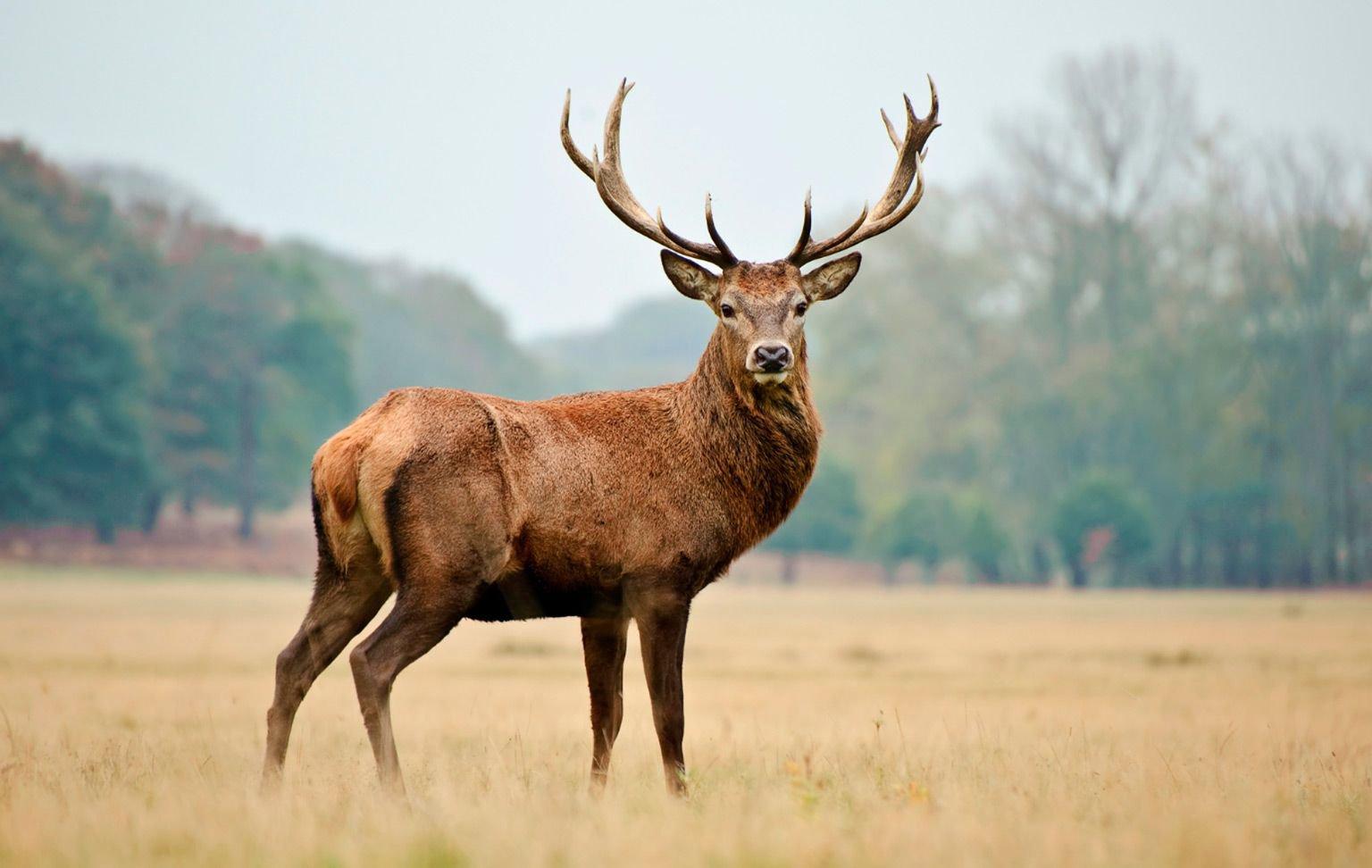 Caza en Coahuila: La Guía Definitiva para Cazadores con Especies, Temporadas, Regulaciones y Consejos Prácticos en México