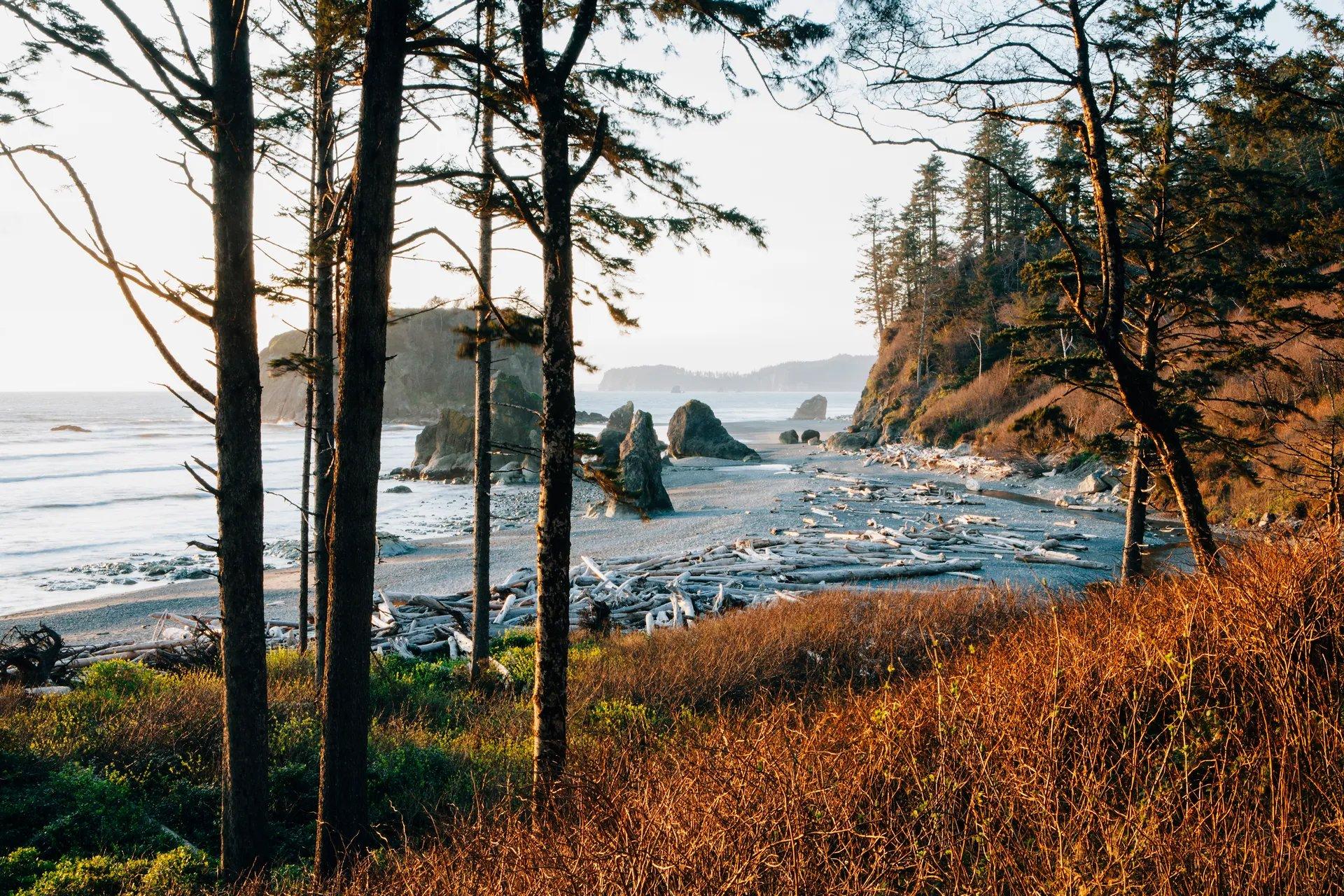 The Most Beautiful Forests in the World