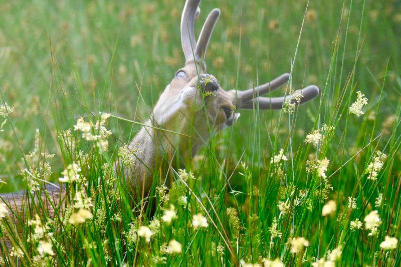A County Tyrone Sika stag browsing on summer flowers.
