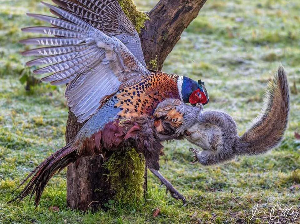 Pheasant vs Squirrel