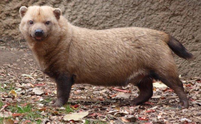 Funfact: in arkania, bush dogs are common small nocturnal predators that live along the forest floor, hunting animals as big as deer and boar