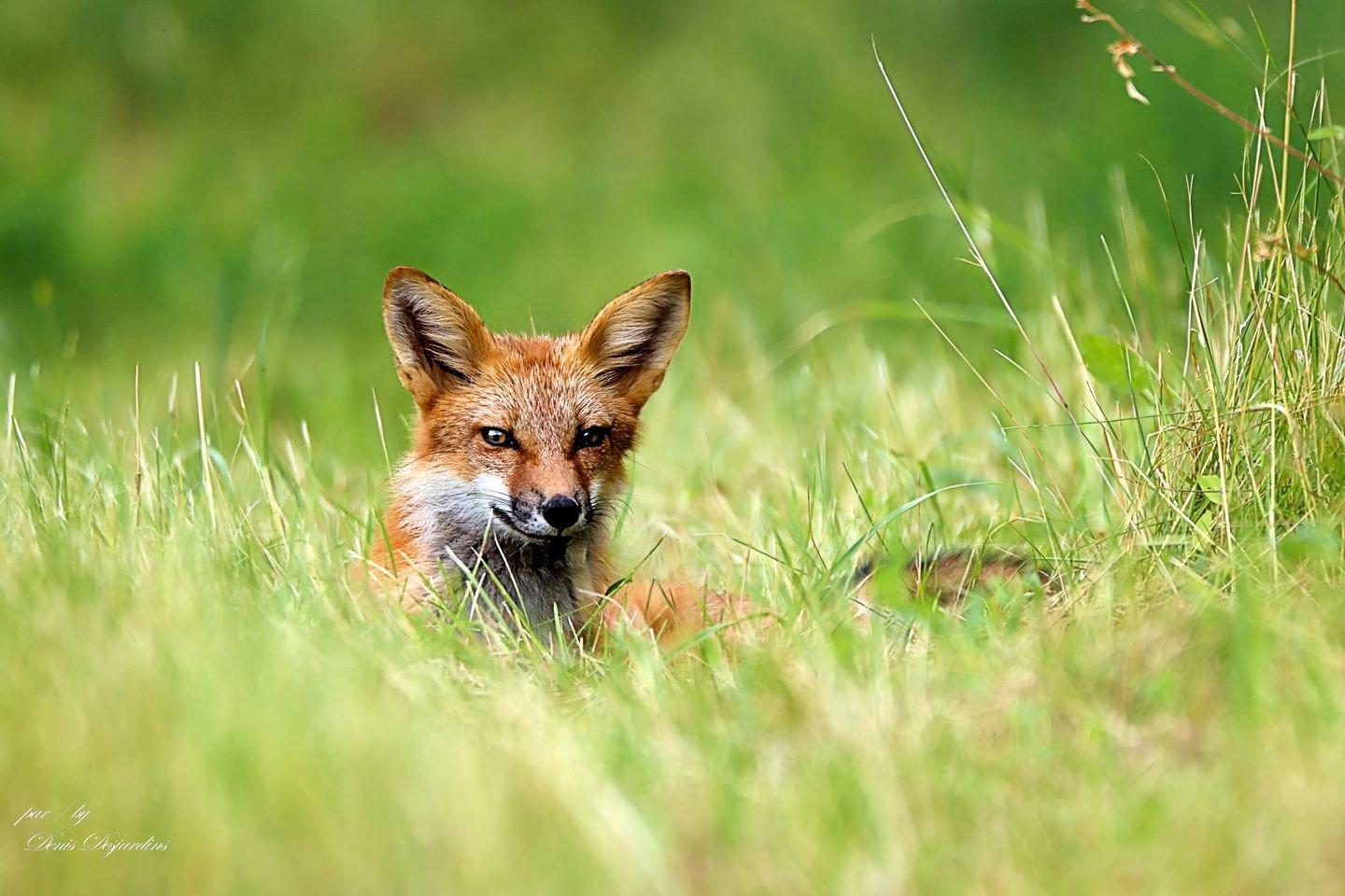 Renard roux au reveil d'une petite sieste