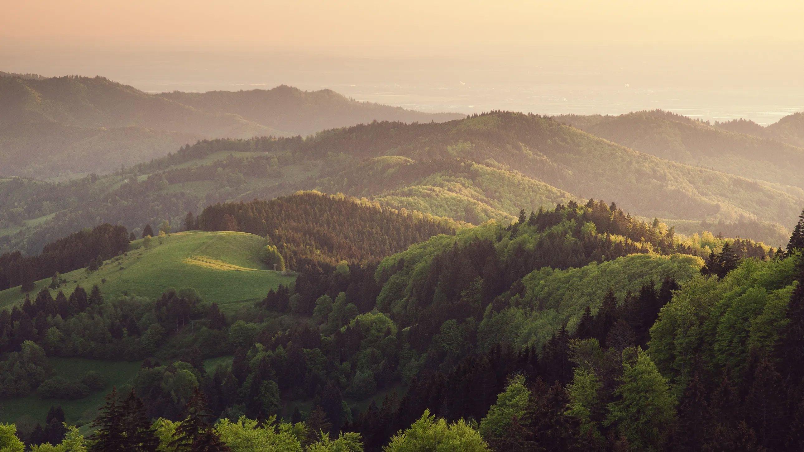 The Most Beautiful Forests in the World