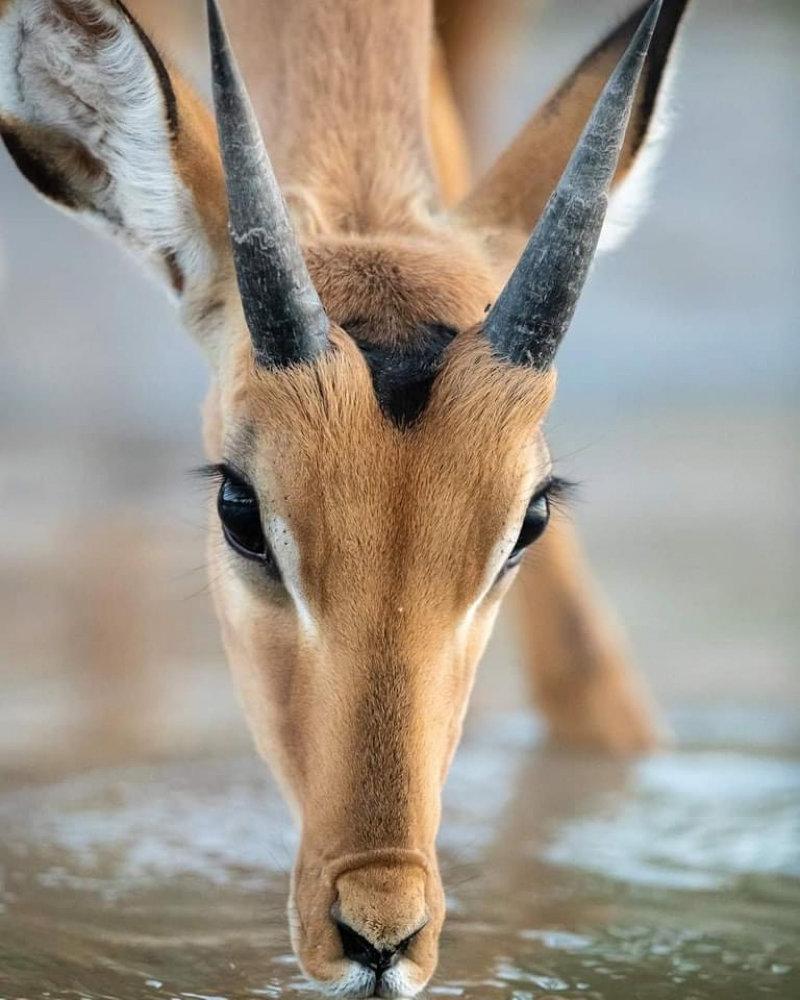 A young impala ram having a cautious drink from The Chobe River in Botswana.