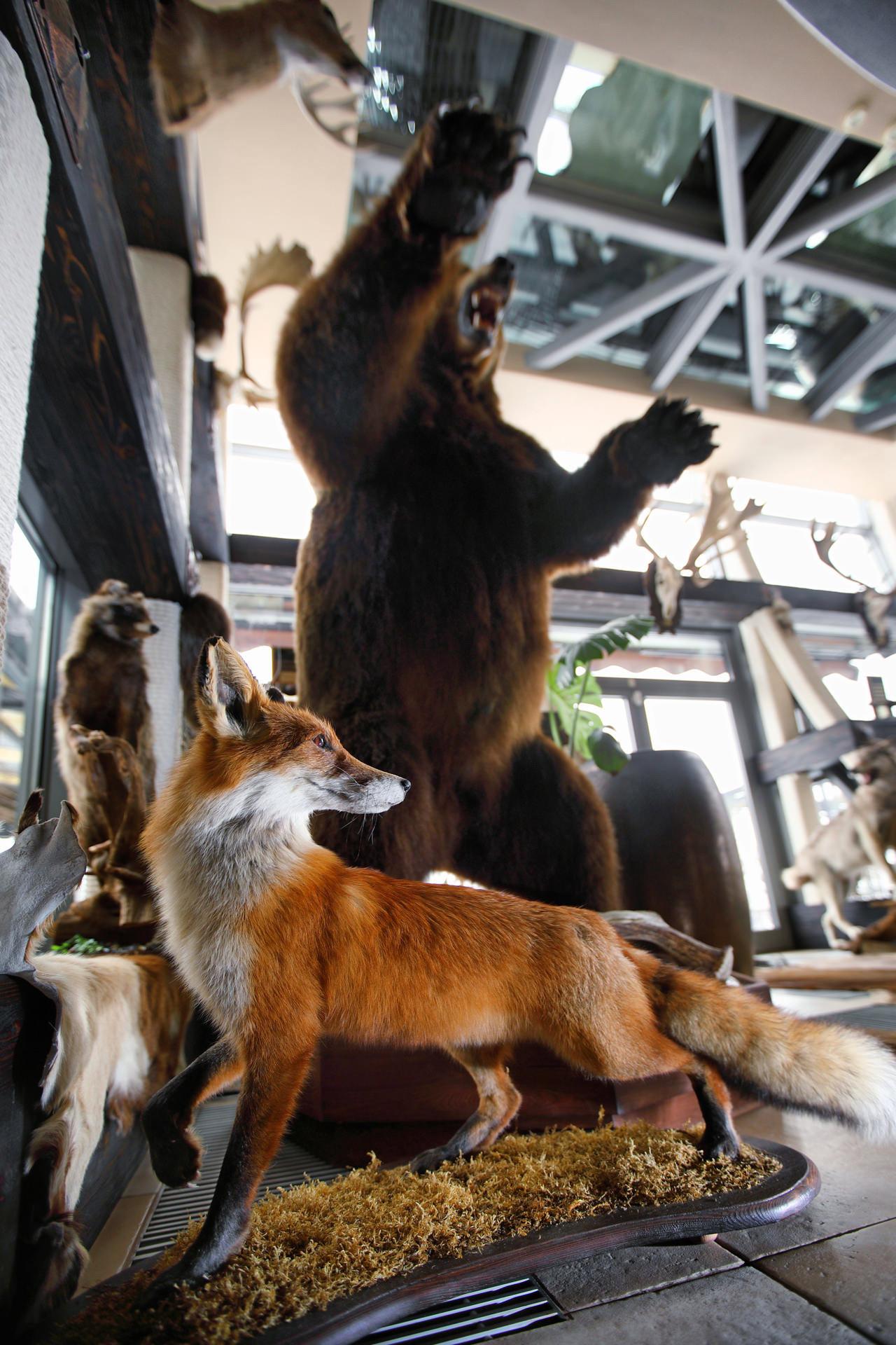 Stylish Home Interiors Featuring Hunting Trophies: Bears, Foxes, Deer, and Iconic African Wildlife