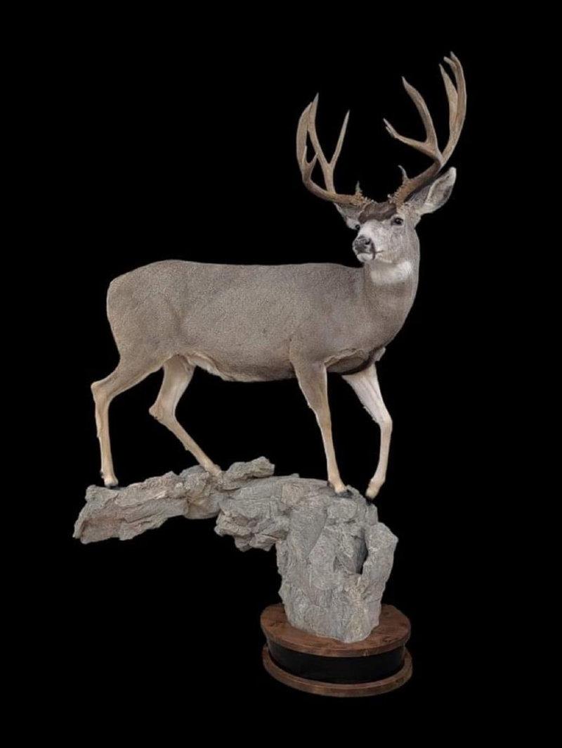 With all the hunts starting to fire up BlueRidge Taxidermy  just wanted to say good luck.