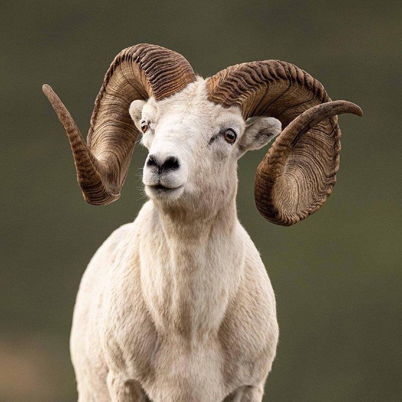 A post #2023sheepshow edition of Full Curl Friday.