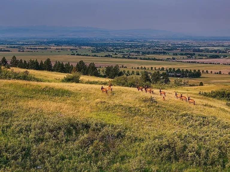 7980 Walker Rd, Bozeman, MT 59715