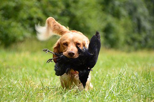 Hunting With Dog