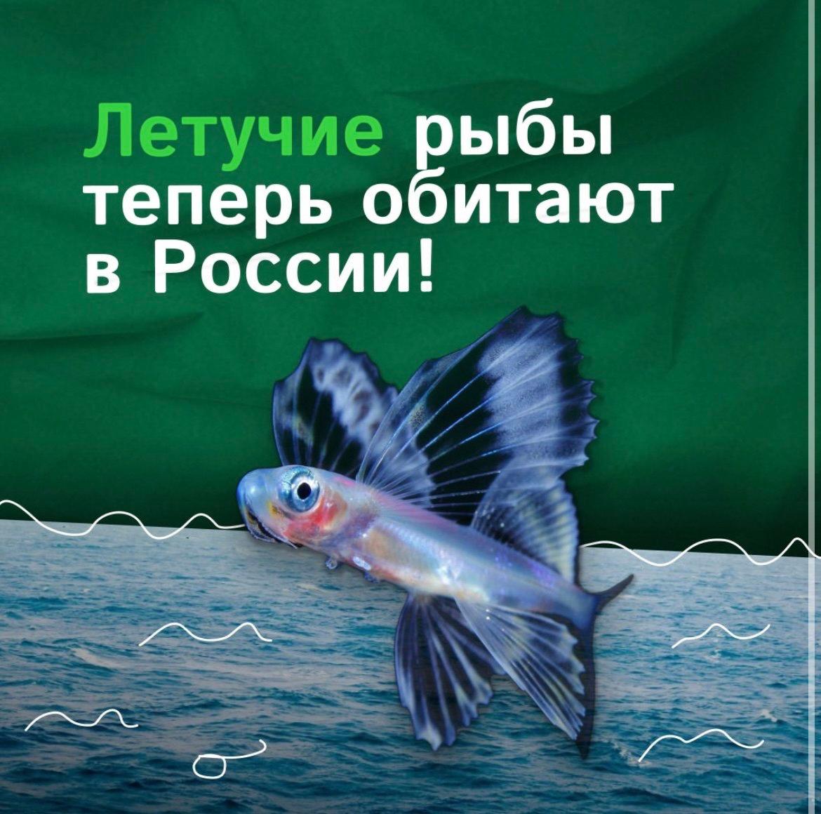 Удивительный факт - в акватории залива