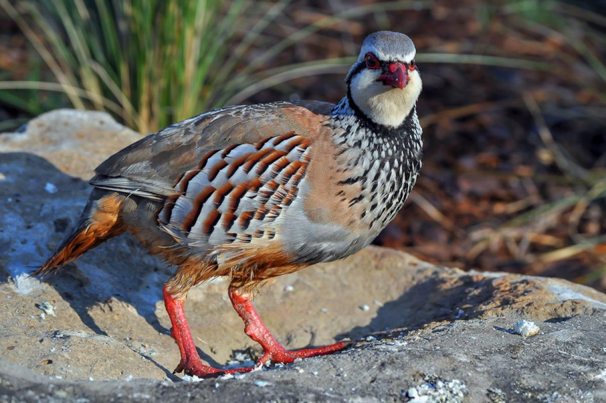 RED-LEGGED PARTRIDGE