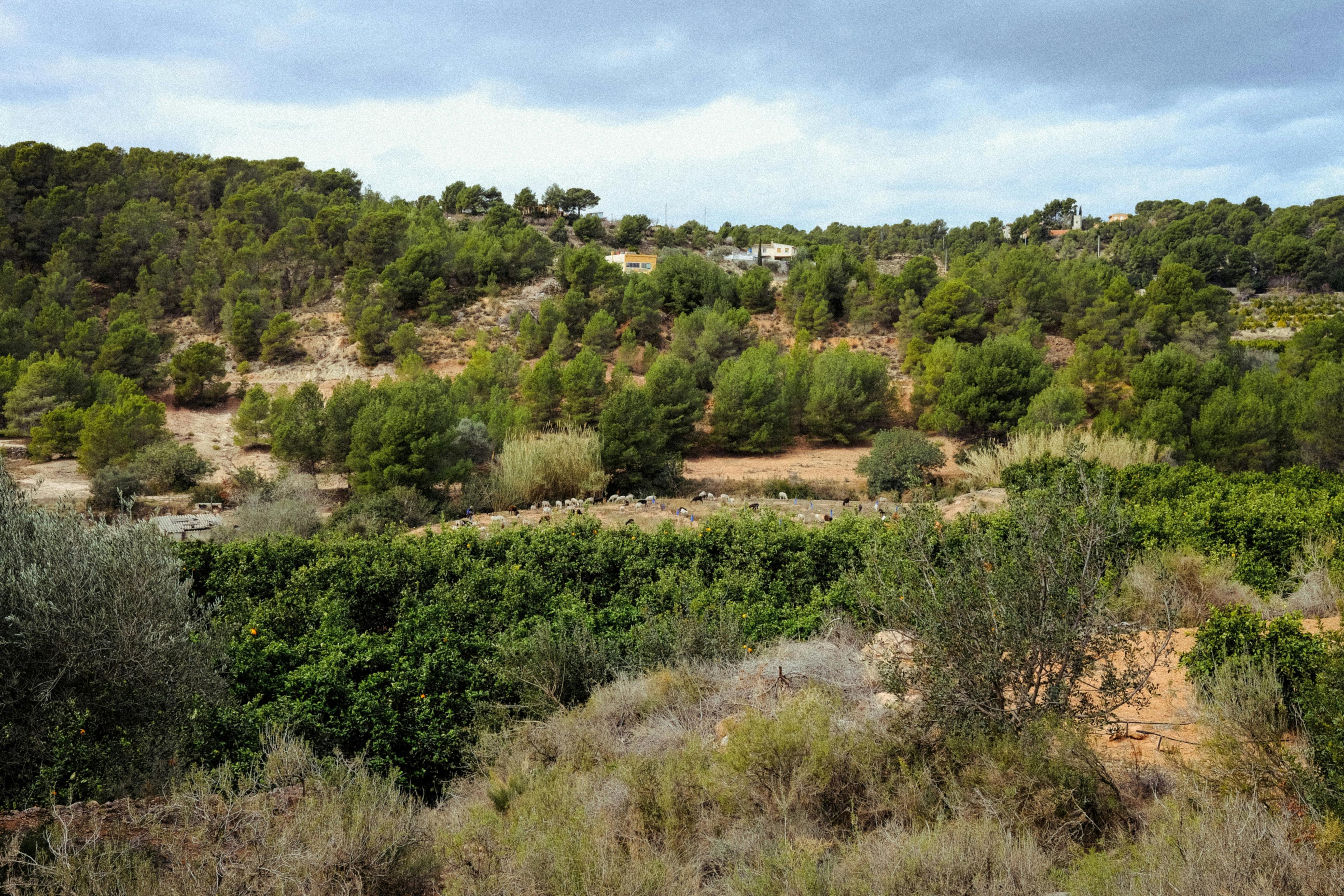 Caza en Aragón: Aventuras Cinegéticas en el Sistema Ibérico y los Pirineos con Especies Autóctonas y Terreno Variado